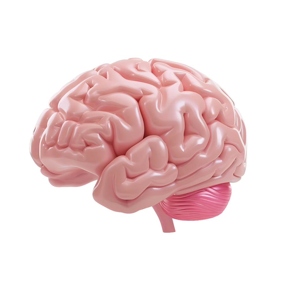 3D Brain